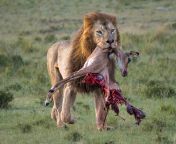 Lion and its prey - Maasai Mara, Kenya from rhinos mating at maasai mara game park