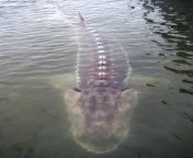 This is a sturgeon. BI people will steal your girlfriend or boyfriend will fuck your mom and dad from marathi girlfriend and boyfriend outdoor fuck