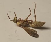 Walked inside and felt a tickle on my neck. Brushed it away and this fucker fell to the floor so I smashed the hell out of it with a fly swatter. Discord says its an executioner wasp? from ssbbw and babe fucker