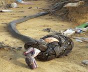 King cobra bites python. Python constricts cobra. Cobra dies of constriction. Python dies from venom. from python 平台（kxys vip电报：@kxkjww） kmt
