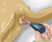How to check if your woolly mammoth has a fever from how to tell if your breastfed baby has good latch 124 baby gooroo top 10