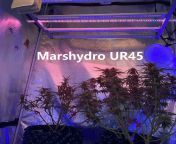 Marshydro UR45 Supplementation of UV light and IR light in white full spectrum grow light cultivation or other specific cultivation to induce flowering and sleeping periods, increase leaf area, improve plant nutritional quality and stimulate biomass produ from light