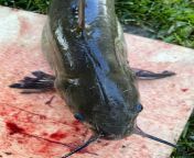 How do I humanely kill a catfish before filleting? Where exactly do I stab through? Ive tried beheading but its far too messy for my taste. from nude beheading