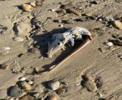 Washed ashore in MA (warning: partially decomposed). Thoughts? from xxx 89 kaki ma chat