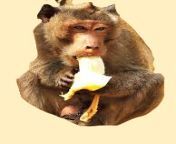 [50/50] Banana stuck is a girls anus [NSFW] &#124; Monkey eating a banana from girls anus