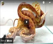 This is both cruel and unnatural. This channel has been forcing corn snakes and bull frogs to fight to the death for youtube views. Please report all of this channel&#39;s recent videos for animal cruelty under &#34;Violent/Repulsive Content&#34;. Channel from mbah maryono channel