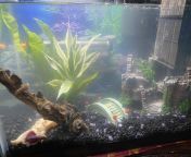 Help with cloudy aquarium. I am cycling a 10 gal. The only fish is a betta. It has been cloudy for 2 weeks. I have done water changes. What is it. My 29 gal was never cloudy. from 10 gal sari