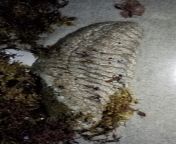 (Kinda nasty) Sea cucumber from Fort Lauderdale, FL. About a foot long. Underside was covered in bright yellow tube feet. Wish I took more than one picture but this was years ago. It was alive and put back in the water. from was small ago bachelor