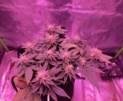 I think I had the light too far away for the majority of the grow but other than that, the buds are caked in thc and smell like heaven. Gorilla Girl F1 Fast Version (Sweet Seeds) from gorilla girl and se