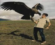 Andean Condor on the hand of an ornithologist, 1971 from andean sxs vedeo
