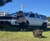 Dogs, ass and a lifted hilux what more could ya need? ? from japan teen licking dogs ass thumbnail jpg