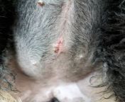 Puppy got to her spay suture and my vet isn&#39;t open. Does it look ok? from spay camera teeneager rooms