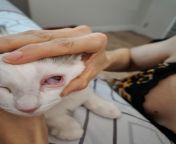 Gatinha levou uma patada faz 1 hora e esta com um dos olhos inchados, consegui abrir e est assim, precisa de emergencia agora? from youtuber gatinha manhosa