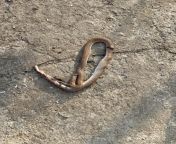 Whats this snake?we found this one while cleaning out a space on 1st floor. Location: Tamil Nadu, Southern India. Apologies!..Before we realise the helper person killed it. from xxx tamil mulai photo india desi s