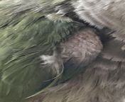 How long does it take for birds feathers to grow back when theyve self mutilated ? Ive had my quaker parrot for almost a year now and i noticed his bald spots never grew back when i first got him. Hes about to be a year in 2 months and im just worried from parrot birds photos sige 320240