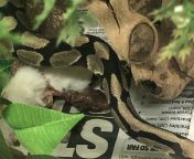 My snakes managed to tear out the organs of rat - what do I do? (Maybe NSFW) from snakes singh sexvi