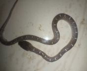 Just found this guy inside my house, any idea what kind is it? from sudipta fuckww barezzzer bfxxxx vide house wii kerala gi