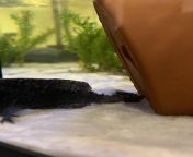 I was moving my Axolotl into his water change bucket and he flipped out. He fell onto the floor and I got him, but part of his tail fell off. Will he be okay? How can I make his recovery easier? from fell