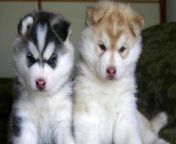 My two Huskys i get to Chrismas (Leftside Paige Female/ Rightside Jole Male) from jopur jole tuck cleening vlogger