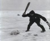 A fisherman hunting a seal pup during a seal hunt. Northumberland Strait, Canada, 1969. [480 x 651] from seal todtana