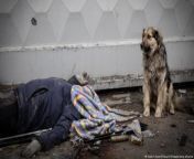Good boy is still waiting (from Bucha, Ukraine) from ukraine pu
