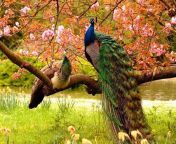 Indian Peacock And Peahen In A Flowering Cherry Tree ? from indian honeymoon sex vedio in 3gp