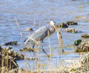 What kind of fish does this great blue heron have? North Florida, USA from indean heron