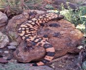 The Gila Monster is the only venomous lizard native to the USA. It does not inject its venom, but chews it into its target. The chewing propels the venom from the glads onto the teeth. They eat eggs and very young animals, and are incredibly slow creature from street venom