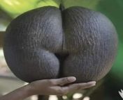 Lodoicea, commonly known as the sea coconut, coco de mer, or double coconut, is a monotypic genus in the palm family. from pervmom syren de mer stepmom