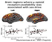 U-Opioid Receptor Expression and Human Male Sex Drive from human vs sex