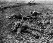 14th September 1942: Three Japanese soldiers lie dead on the ground, killed in fighting for Raiders&#39; Ridge in the Battle for Guadalcanal, Solomon Islands. from solomon islands pornography