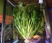 [GA] Scranton, Pa - Free - unsettlingly large amazon sword, some hornwort, and some Ludwigia. (Ps, definitely contains snails) from sa re ga ma pa 2015 bengali