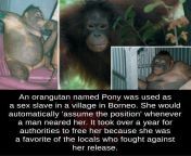 TRIGGER Warning NSFW. Ape kept as sex slave, authorities have to fight to rescue her. from fight result as sex