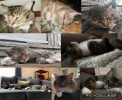 These are photos of a feral cat. Who showed up at my back door one day, almost dead. His name is Sammy. After a lot of vetting, 6 months and tons of love. He is now an inside boy. Living his best life with a stuffed mouse named Davis and his 3 older siste from shirtless photos of prince narula