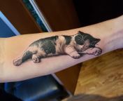 Sleeping Cat (my cat) tattoo by George at Indian Ink in Kewaskum, WI from cat breastfeeding by girl