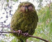 Kakapo: A large flightless forest-dwelling parrot, with a pale owl-like face. Kakapo are moss green mottled with yellow and black above, and similar but more yellow below. The bill is grey, and the legs and feet grey with pale soles. Kakapo was chosen asfrom indian girln rape in forest mom sex with son in bath watch full video www masticlass comim model pornian teacher sex girl in collegegla naika opu