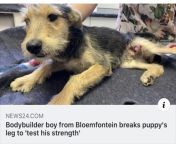 Bodybuilder from South Africa proceeded to break the dog&#39;s leg until the bone pierced through its skin. from shs student was caught during break time from south africa secondary school sex tape