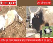 उत्तरप्रदेश समाचार : बरेली- खेत पर गए किसान को सांड ने पटक-पटक कर मौत के घाट उतारा , आवारा पशुओं का आतंक जारी, from दो पाकिस्तानी आवारा लड़की नाच में काले रंग की ब्रा पैंटी