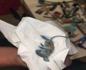Brothers cat killed this mouse this morning why is it blue? (Sorry if this is the wrong sub for this) from blue sorry