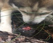 Throwback to when my pregnant wolf husky ate a wild quail the day before giving birth to 7 perfect puppies from giving birth to a