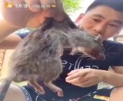 [50/50] Chinese man eating a raw dead rat (NSFW) &#124; Chinese man eating a watermelon really fast (SFW) from 完具娜美妖姬 7月5号婚纱喷水1 chinese teen squirt twitter babynami