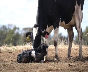 Check out our film MILK: The Universal Bond Between a Mother and Child from salaga film milk sex