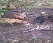 Dogs rip apart a Jaguar from name jaguar