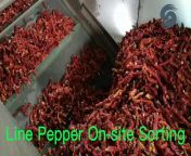 Dried line pepper on-site sorting by Henning Saint Technology from saint john39s同城约炮【line：f68k69】 kcbd