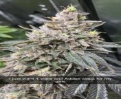 I just want 4x4 walls and Adobe slabs for my girls: Ethos Cherry Garcia and Orange Velvet Underground week 8.5. Massive colas glistening with clear and milky trichomes. from www bangladeshi girl bengali voice with clear talking mp4 download file