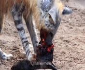 Brown Hyena eating a Fur Seal pup&#39;s face from pakistani seal band phudi