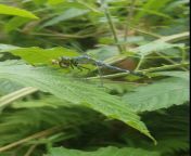 I got a great video of a dragonfly eating a praying mantis. I also got a video of the moment my son learned the &#34;F&#34; word ? NSFW for bugs eating bugs. from natak video of raja harishchan
