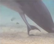 the moment of birth of a dolphin from the unassisted home birth of felix alexander part
