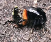 Rare image of bees coupling(Bombus lapidarius) from kajol sexy xxx v nangi choot image girls xxx7 8 9 10 11 12 13 15 16 girl vbabita ji xxx photo