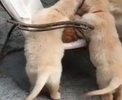 Gato é brutalmente atacado por matilha de cães. : ( from cruzamento da raÇa de cÃes